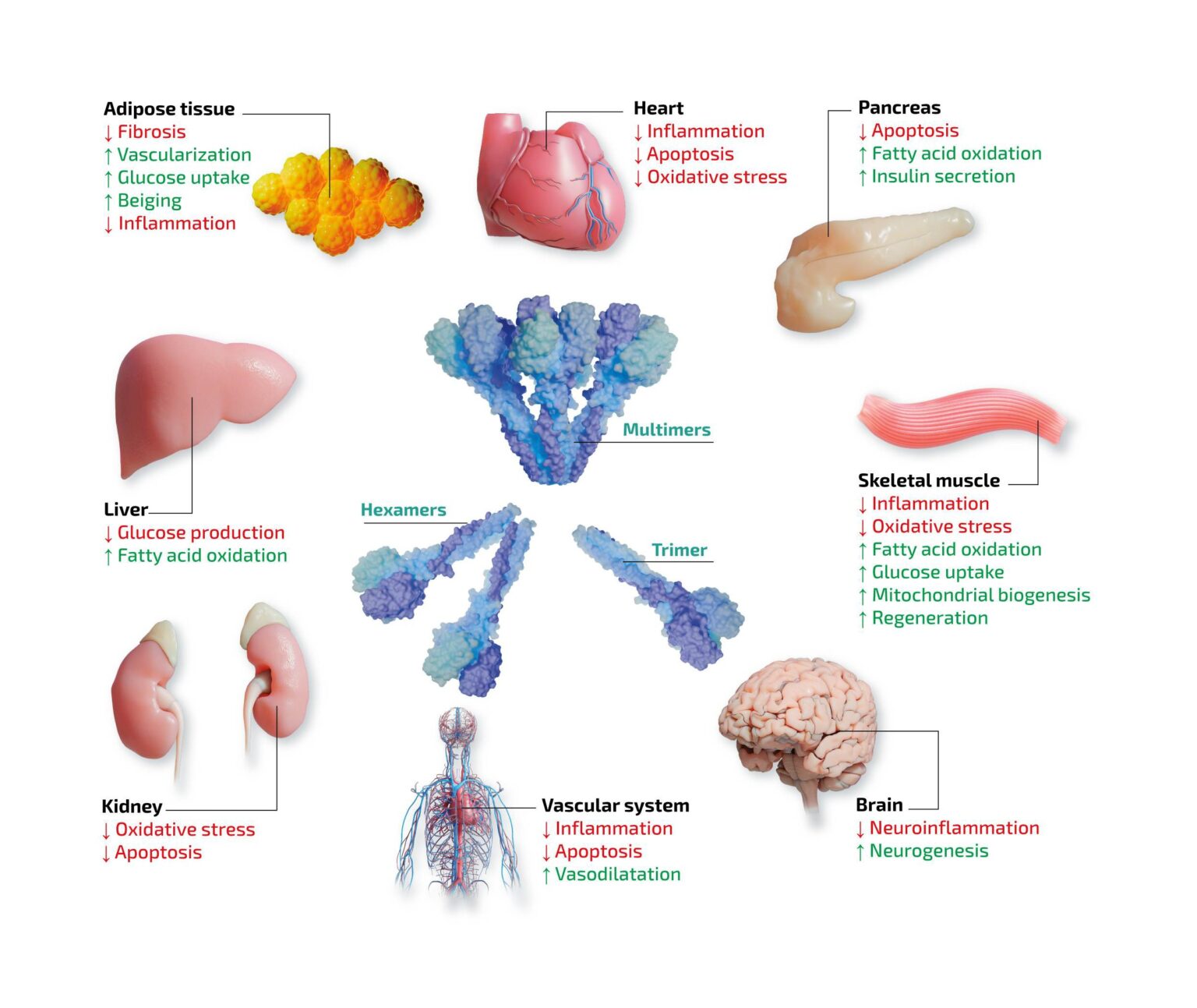 Apn sev, organs & mecanisms of action v0