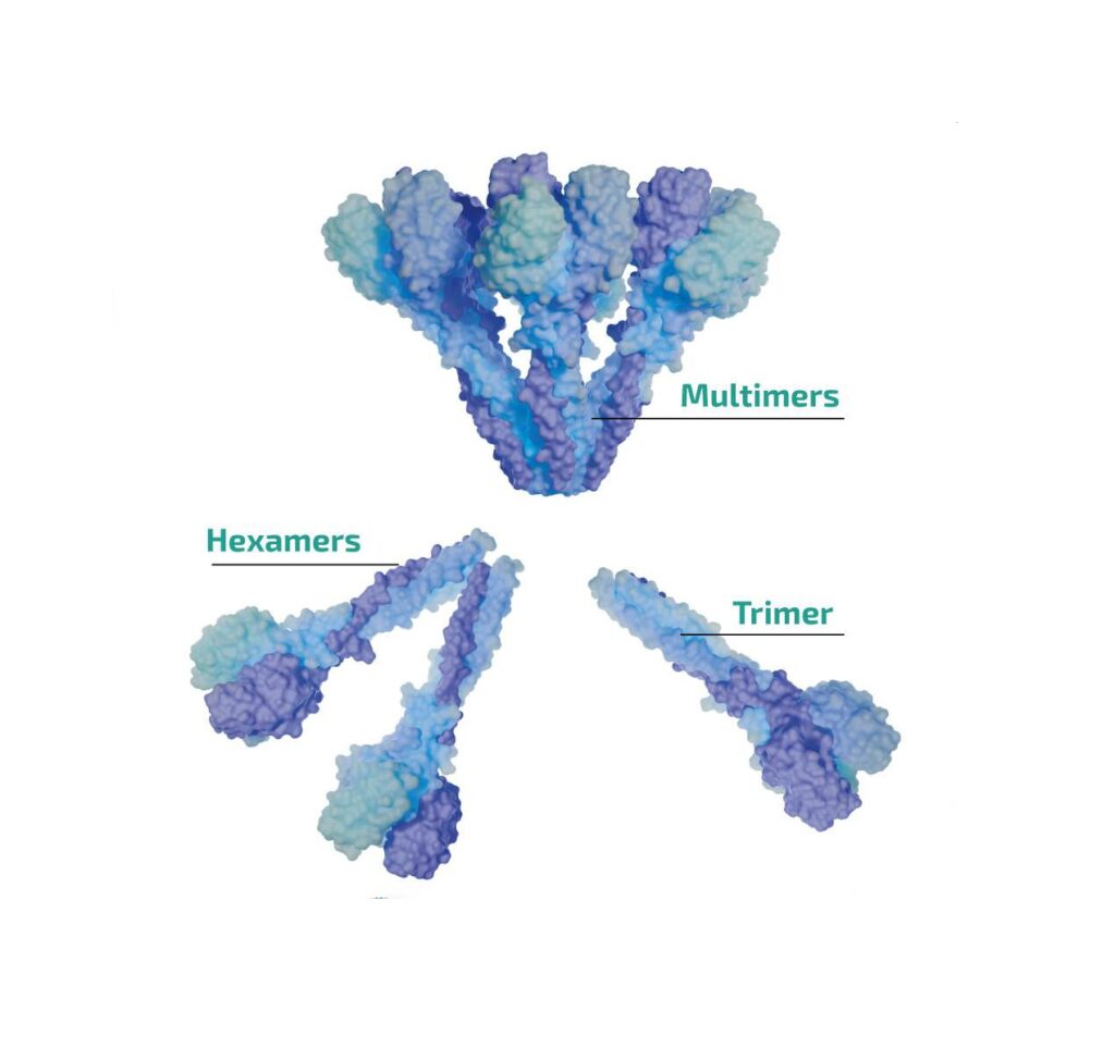 Adiponectin