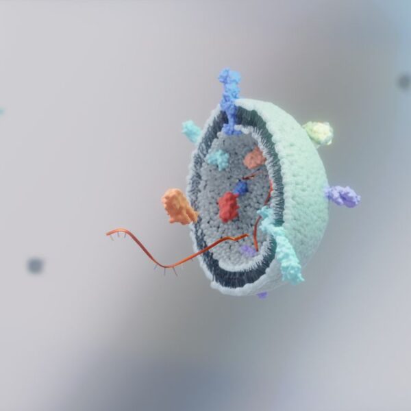 3d illustration of the small extracellular vesicles (exosomes, mvs)