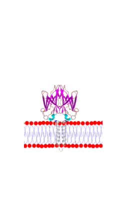 Membrane proteins ig superfamily