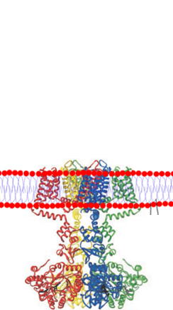 Membrane proteins ion channels
