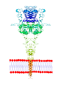 Membrane proteins kinase receptor
