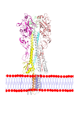 Membrane proteins viral